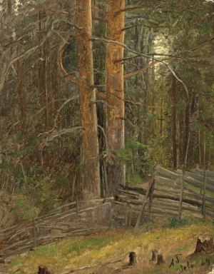 Trees in a forest